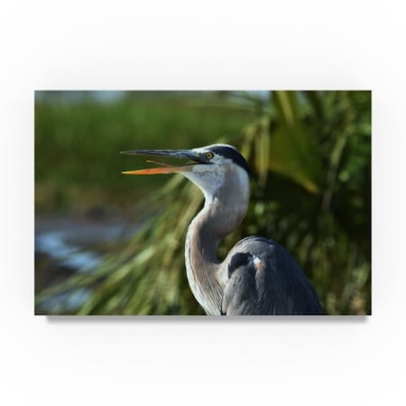 Robert Michaud 'Great Blue Heron' Canvas Art,22x32